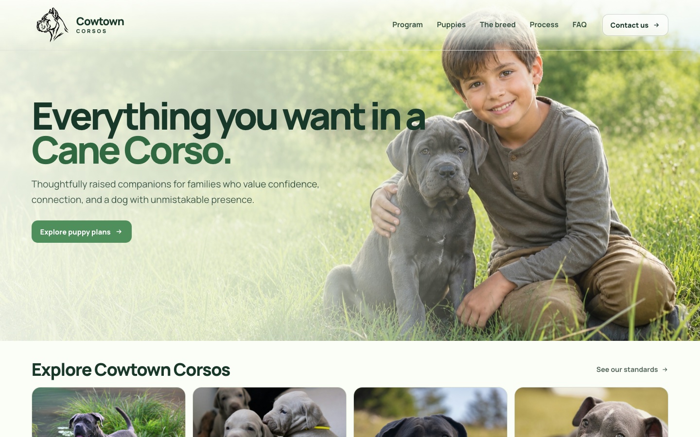 Cowtown Corsos Cane Corso breeder website screenshot